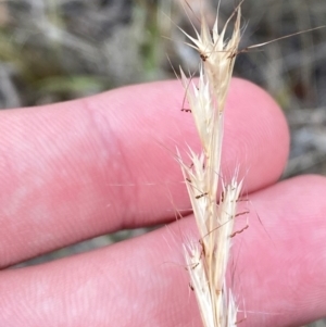 Rytidosperma racemosum var. racemosum at O'Malley, ACT - 22 Nov 2023