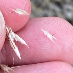 Rytidosperma racemosum var. racemosum at O'Malley, ACT - 22 Nov 2023