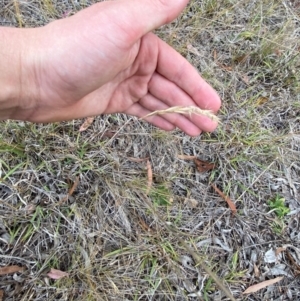 Rytidosperma racemosum var. racemosum at O'Malley, ACT - 22 Nov 2023