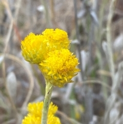 Chrysocephalum apiculatum (Common Everlasting) at Mount Mugga Mugga - 22 Nov 2023 by Tapirlord