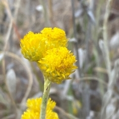 Chrysocephalum apiculatum (Common Everlasting) at O'Malley, ACT - 22 Nov 2023 by Tapirlord