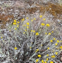 Chrysocephalum apiculatum at Mount Mugga Mugga - 22 Nov 2023 05:16 PM