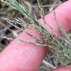 Eragrostis curvula (African Lovegrass) at Isaacs Ridge - 22 Nov 2023 by Tapirlord