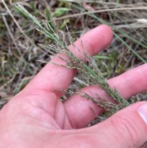 Eragrostis curvula at Isaacs Ridge and Nearby - 22 Nov 2023