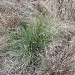 Eragrostis curvula at Isaacs Ridge and Nearby - 22 Nov 2023