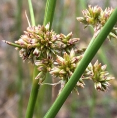 Juncus vaginatus (Clustered Rush) at O'Malley, ACT - 22 Nov 2023 by Tapirlord