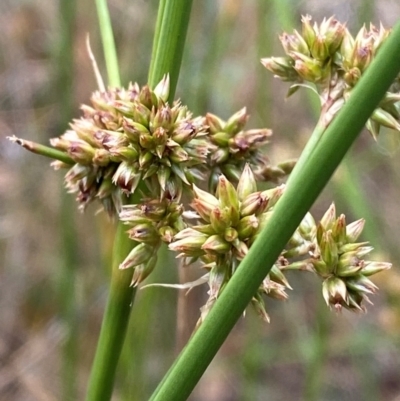 Juncus vaginatus (Clustered Rush) at Isaacs Ridge - 22 Nov 2023 by Tapirlord