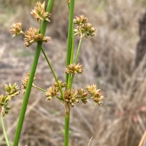 Juncus vaginatus at Isaacs Ridge - 22 Nov 2023 05:12 PM