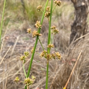 Juncus vaginatus at Isaacs Ridge - 22 Nov 2023 05:12 PM