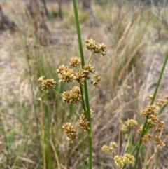 Juncus vaginatus at Isaacs Ridge - 22 Nov 2023 05:12 PM