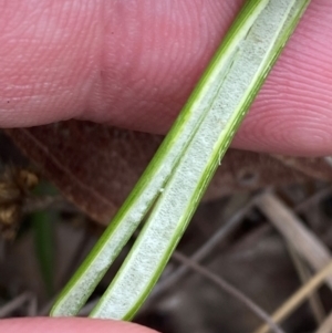 Juncus vaginatus at Isaacs Ridge - 22 Nov 2023 05:12 PM