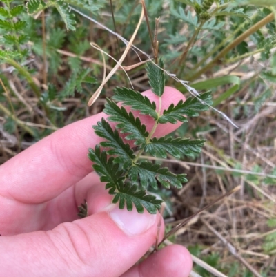 Acaena x ovina (Sheep's Burr) at Isaacs Ridge and Nearby - 22 Nov 2023 by Tapirlord