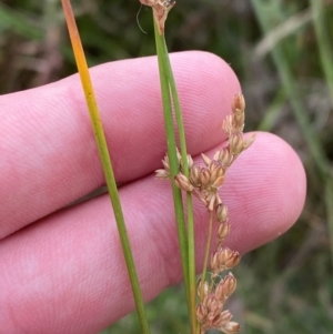 Juncus subsecundus at Isaacs Ridge and Nearby - 22 Nov 2023