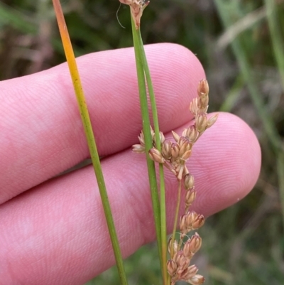 Juncus subsecundus (Finger Rush) at O'Malley, ACT - 22 Nov 2023 by Tapirlord