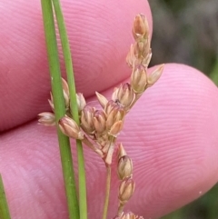 Juncus subsecundus at Isaacs Ridge and Nearby - 22 Nov 2023