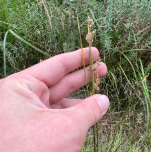 Juncus subsecundus at Isaacs Ridge and Nearby - 22 Nov 2023