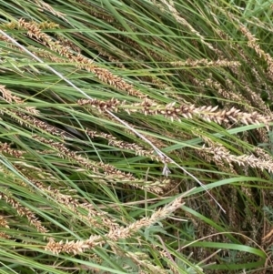 Carex appressa at Isaacs Ridge and Nearby - 22 Nov 2023