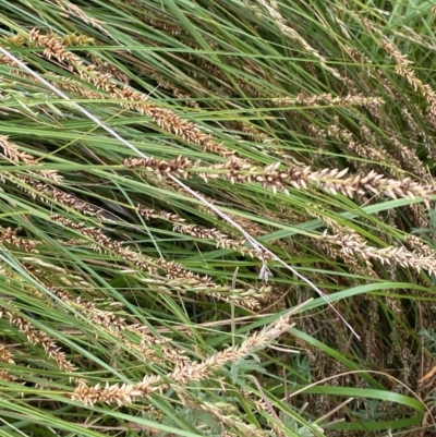 Carex appressa (Tall Sedge) at O'Malley, ACT - 22 Nov 2023 by Tapirlord