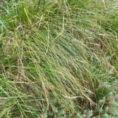 Carex appressa at Isaacs Ridge and Nearby - 22 Nov 2023