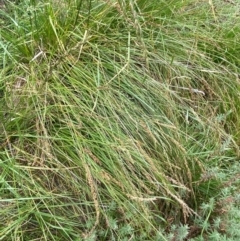 Carex appressa at Isaacs Ridge and Nearby - 22 Nov 2023 05:10 PM