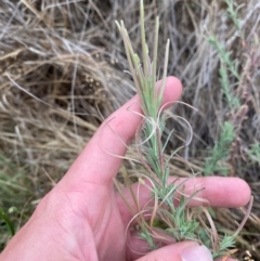 Epilobium hirtigerum (Hairy Willowherb) at Isaacs Ridge and Nearby - 22 Nov 2023 by Tapirlord