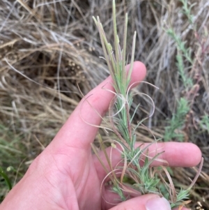 Epilobium hirtigerum at Isaacs Ridge and Nearby - 22 Nov 2023 05:09 PM