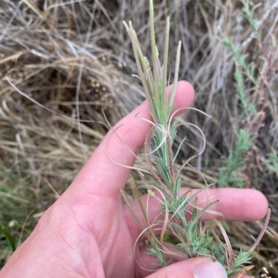 Epilobium hirtigerum (Hairy Willowherb) at O'Malley, ACT - 22 Nov 2023 by Tapirlord