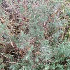 Epilobium hirtigerum at Isaacs Ridge and Nearby - 22 Nov 2023 05:09 PM