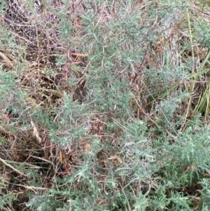 Epilobium hirtigerum at Isaacs Ridge and Nearby - 22 Nov 2023