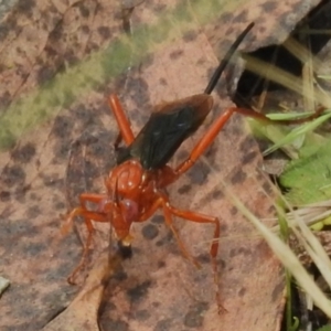 Lissopimpla excelsa at Namadgi National Park - 28 Dec 2023