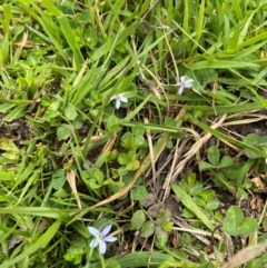 Lobelia pedunculata (Matted Pratia) at Kosciuszko National Park - 30 Dec 2023 by Mavis