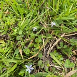 Lobelia pedunculata at Kosciuszko National Park - 31 Dec 2023 10:29 AM