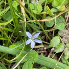 Lobelia pedunculata at Kosciuszko National Park - 31 Dec 2023 10:29 AM