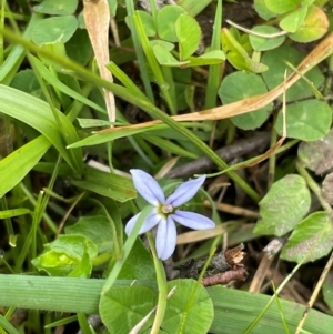 Lobelia pedunculata at Kosciuszko National Park - 31 Dec 2023