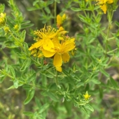 Hypericum perforatum (St John's Wort) at Crackenback, NSW - 31 Dec 2023 by Mavis