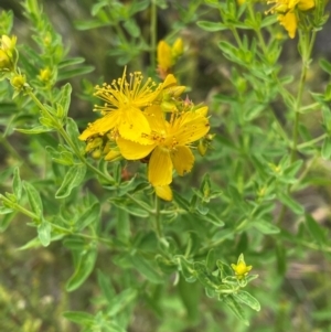 Hypericum perforatum at Crackenback, NSW - 31 Dec 2023 10:25 AM