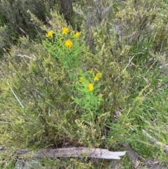 Hypericum perforatum at Crackenback, NSW - 31 Dec 2023 10:25 AM