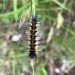 Anthela (genus) immature (Unidentified Anthelid Moth) at Kosciuszko National Park - 31 Dec 2023 by Mavis