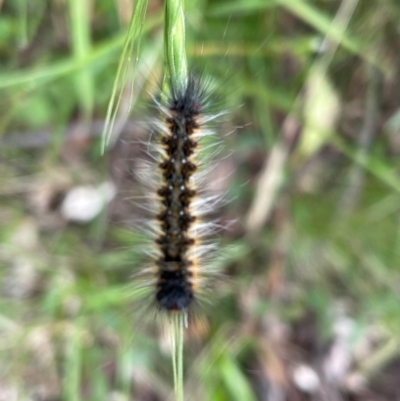 Anthela (genus) immature (Unidentified Anthelid Moth) at Kosciuszko National Park - 31 Dec 2023 by Mavis