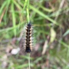 Anthela (genus) immature at Kosciuszko National Park - 31 Dec 2023 10:13 AM