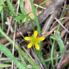 Ranunculus scapiger at Kosciuszko National Park - 31 Dec 2023 by Mavis