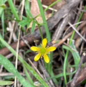 Ranunculus scapiger at Kosciuszko National Park - 31 Dec 2023