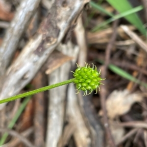 Ranunculus scapiger at Kosciuszko National Park - 31 Dec 2023