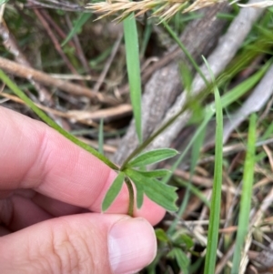 Ranunculus scapiger at Kosciuszko National Park - 31 Dec 2023