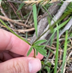 Ranunculus scapiger at Kosciuszko National Park - 31 Dec 2023