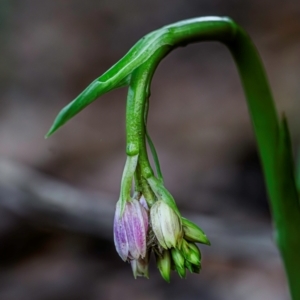 Geodorum densiflorum at Wallum - 31 Dec 2023