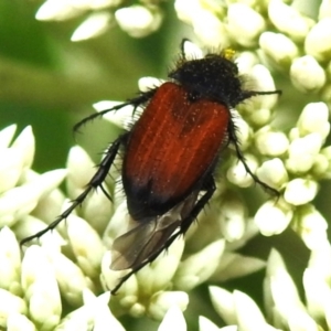 Phyllotocus erythropterus at Tidbinbilla Nature Reserve - 28 Dec 2023