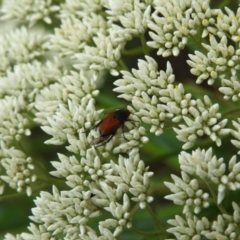 Phyllotocus kingii at Tidbinbilla Nature Reserve - 28 Dec 2023