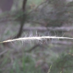 Dichelachne (genus) (Plume Grasses) at Lyons, ACT - 31 Dec 2023 by ran452