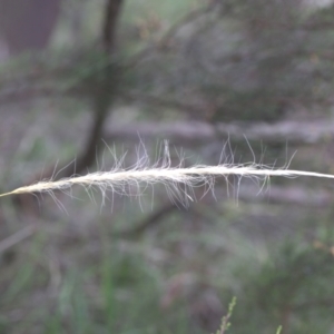 Dichelachne sp. at Lyons, ACT - 31 Dec 2023